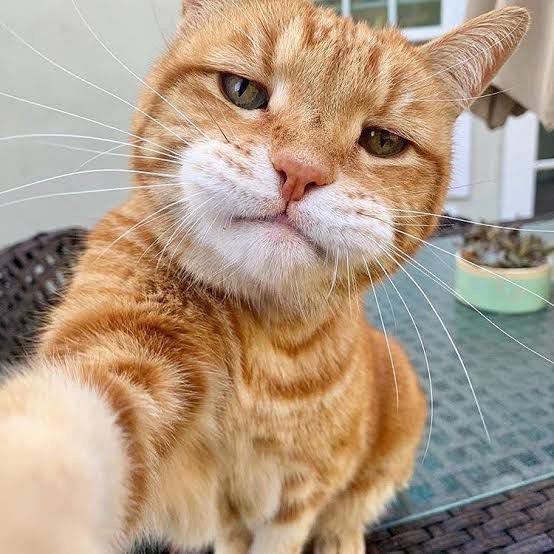Orange tabby cat on woven chair